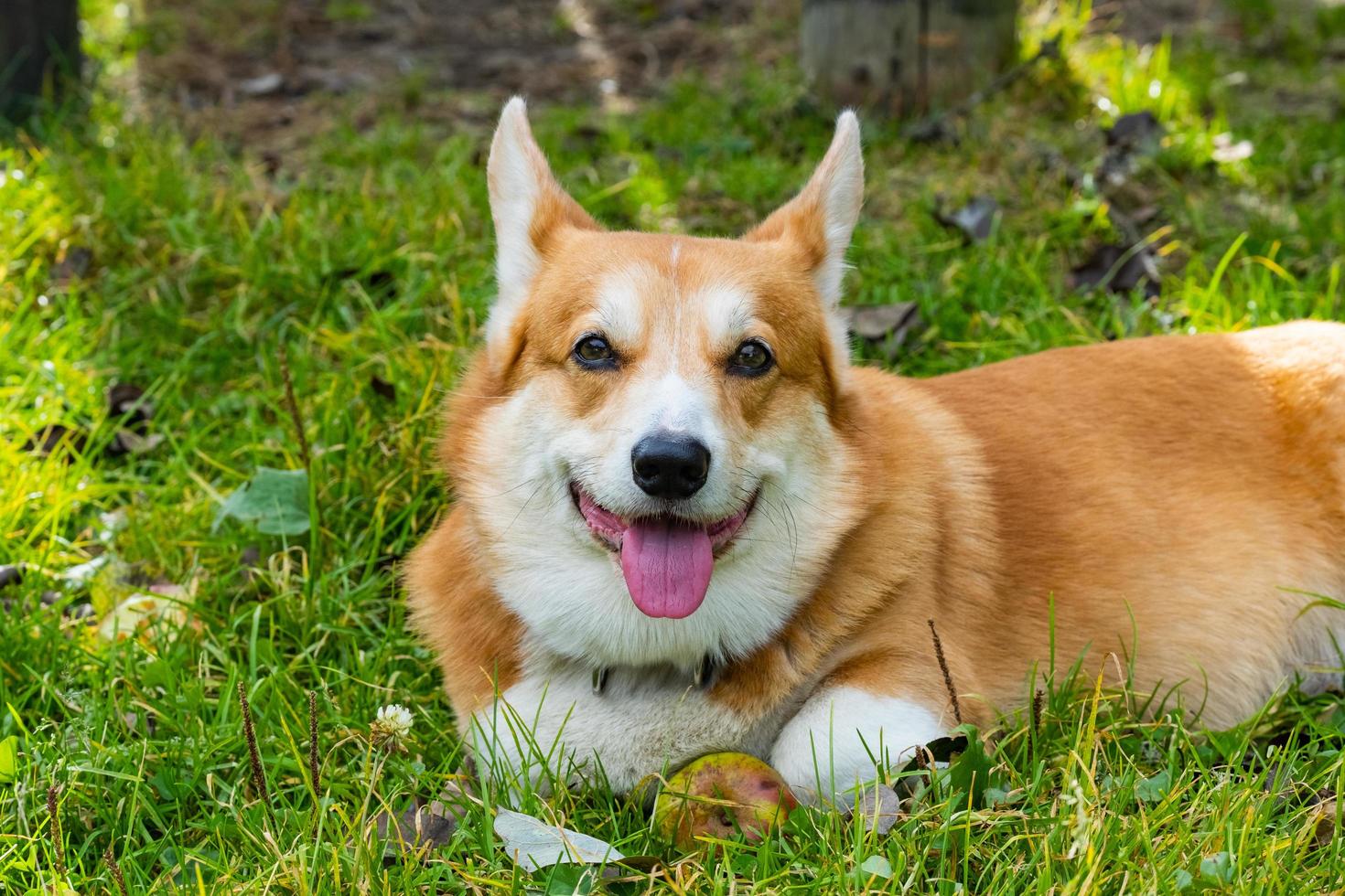 lustiges Corgi-Hundeporträt draußen im Wald foto