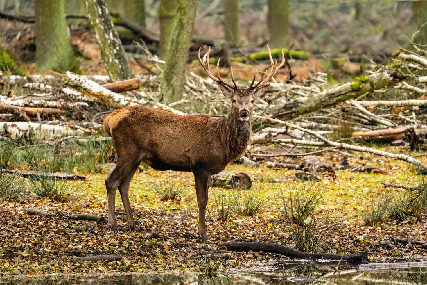 Hirsche im Wald foto