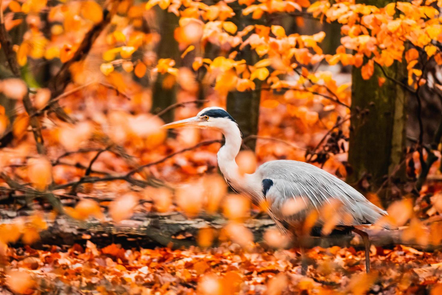 Nahaufnahme von Wildvogel foto