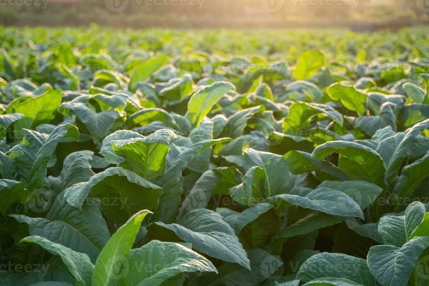 Tabak groß Blatt Pflanzen wachsend im Tabak Plantage Feld. Tabak Industrie zum Landwirtschaft und Export. foto