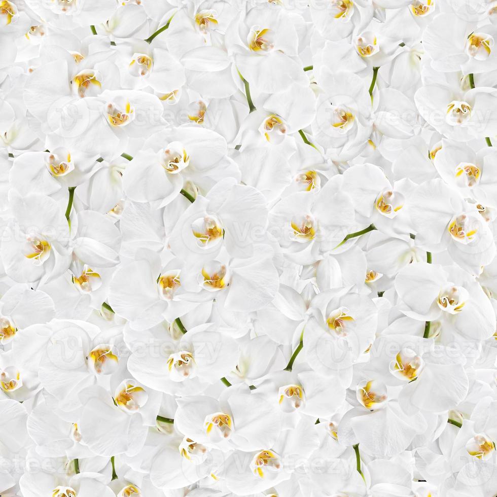 weiße Orchidee nahtlose Textur foto
