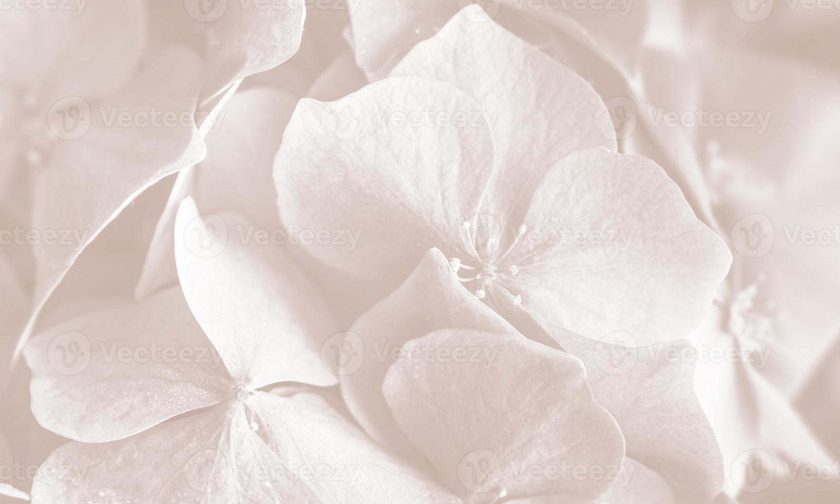 Hortensie. Hortensien Blumen Hintergrund foto