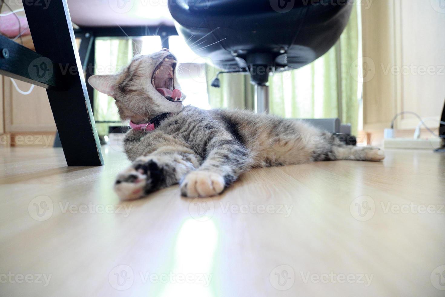 junge getigerte Katze foto