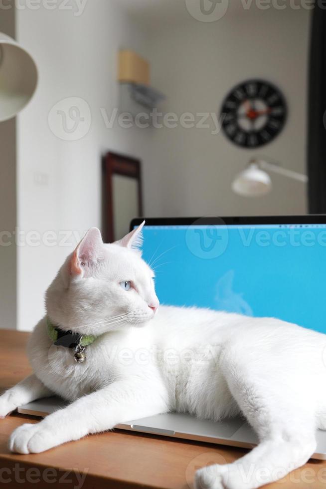 Katze entspannt sich auf dem Schreibtisch foto