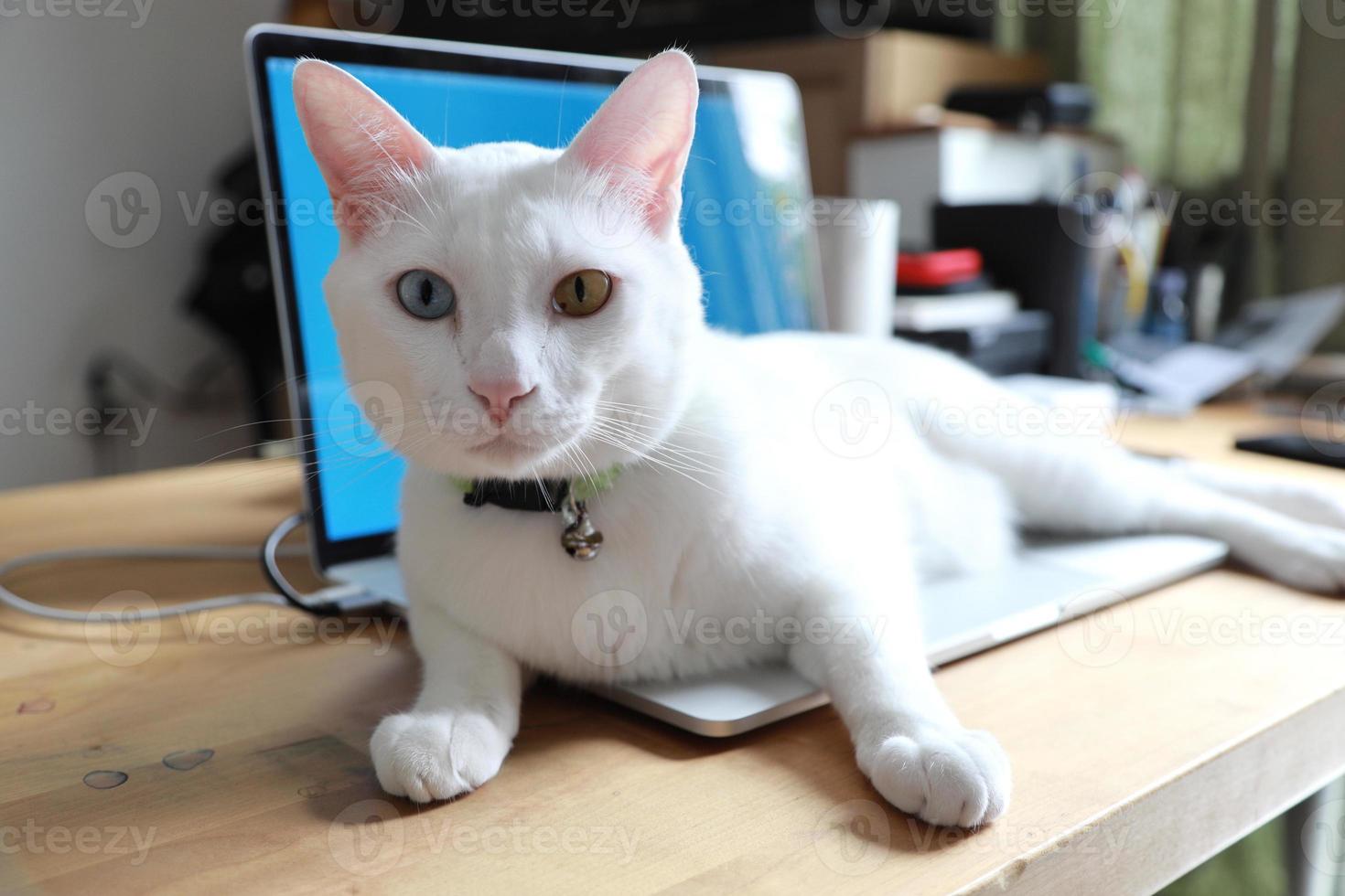 Katze entspannt sich auf dem Schreibtisch foto