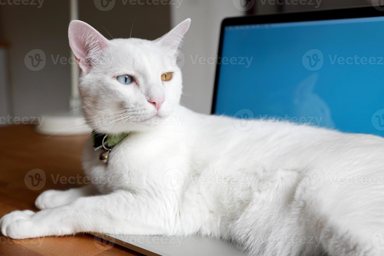 Katze entspannt sich auf dem Schreibtisch foto