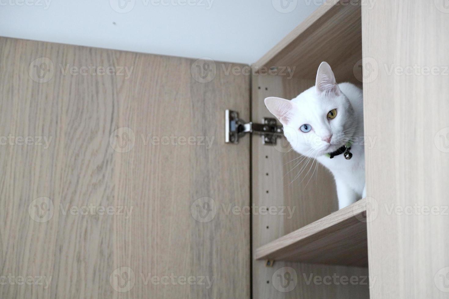 Katze und Kleiderschrank foto