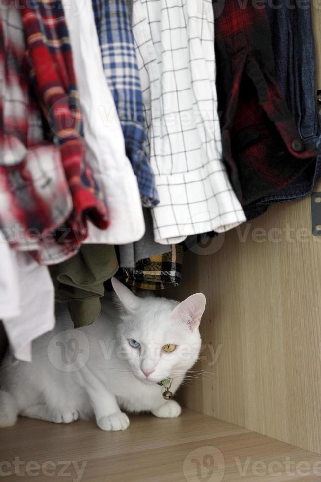 Katze und Kleiderschrank foto