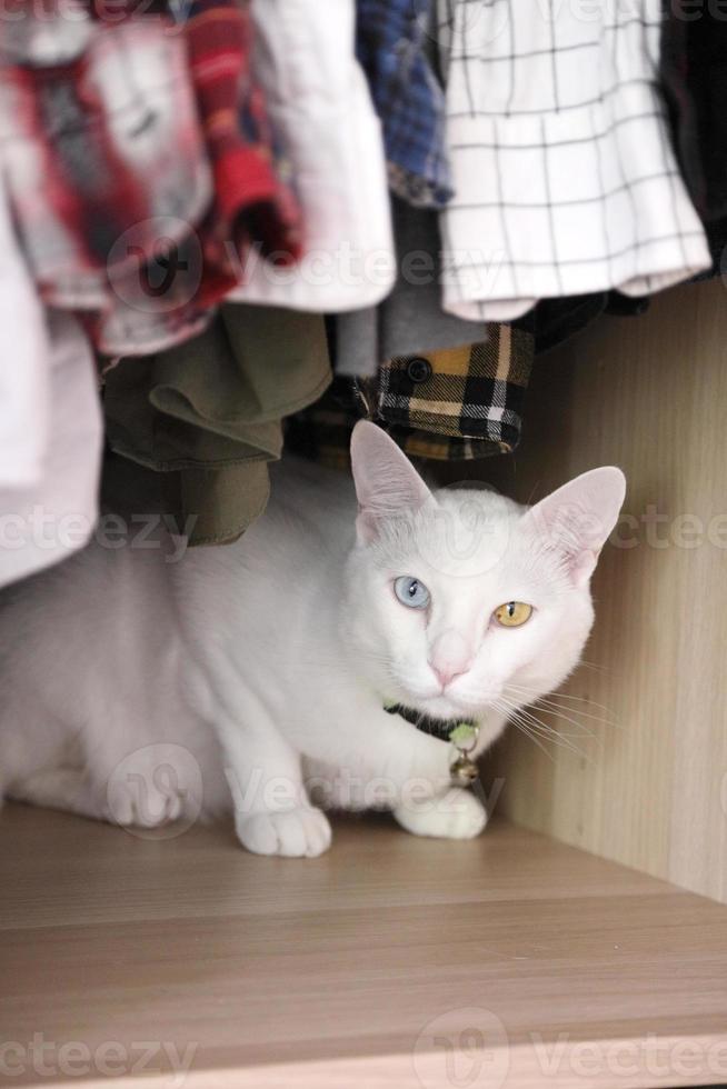Katze und Kleiderschrank foto