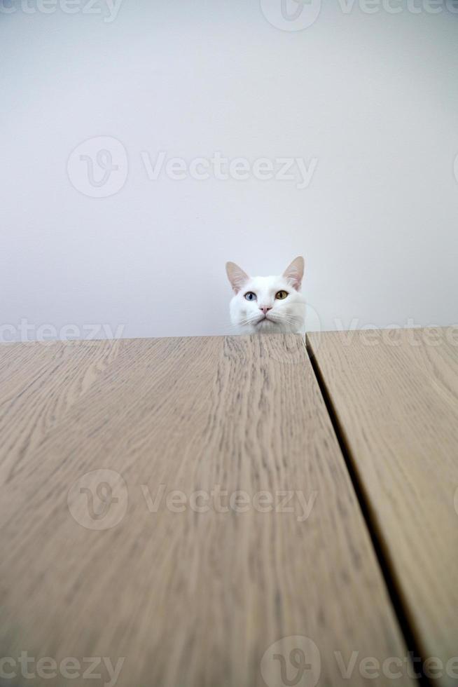 Katze und Kleiderschrank foto