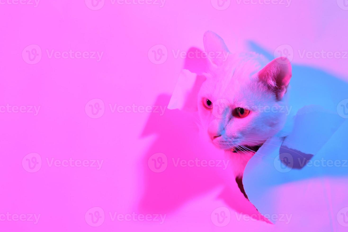 süße Katze in Gelbeleuchtung foto