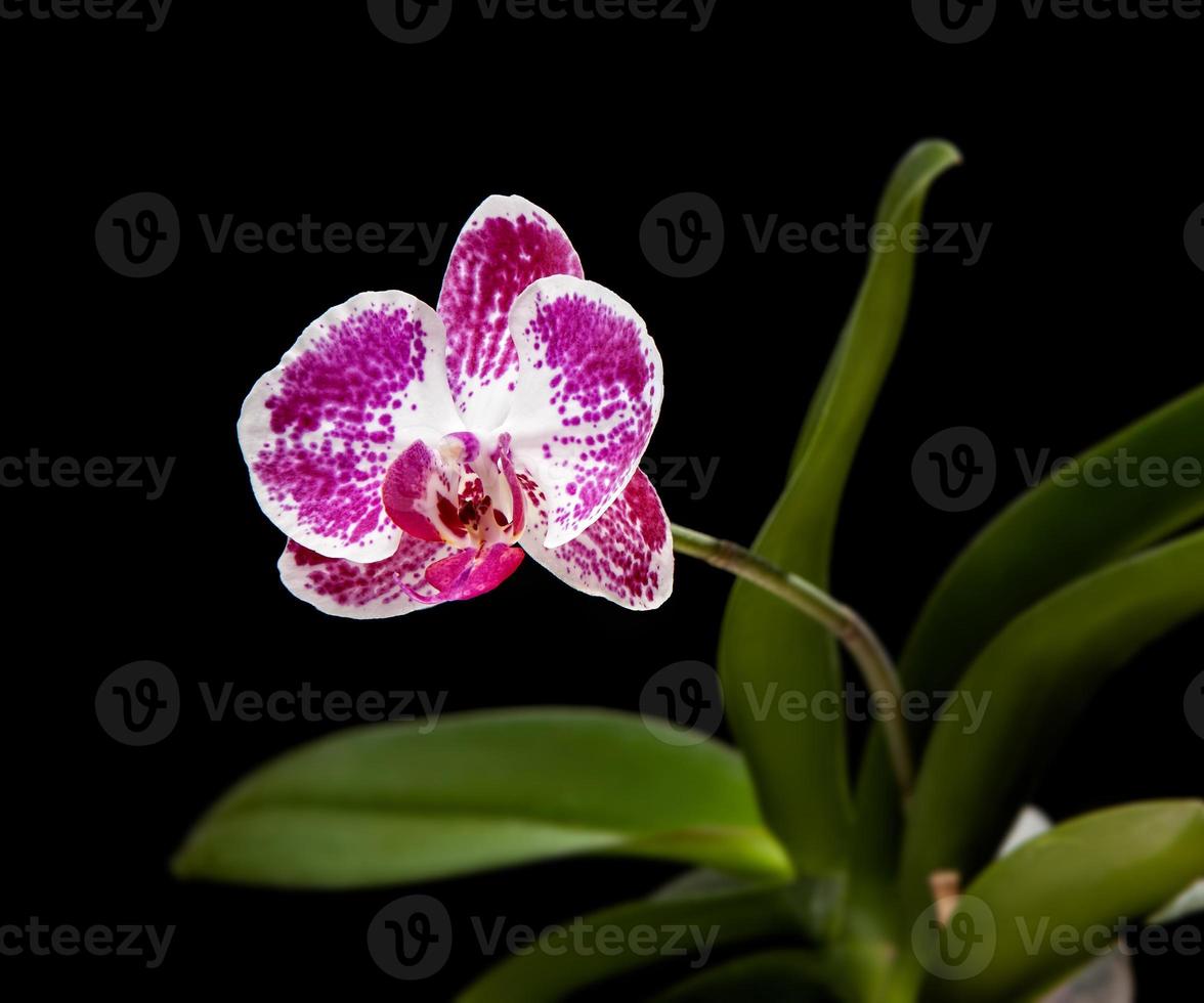 Phalaenopsis Orchideenblüte foto