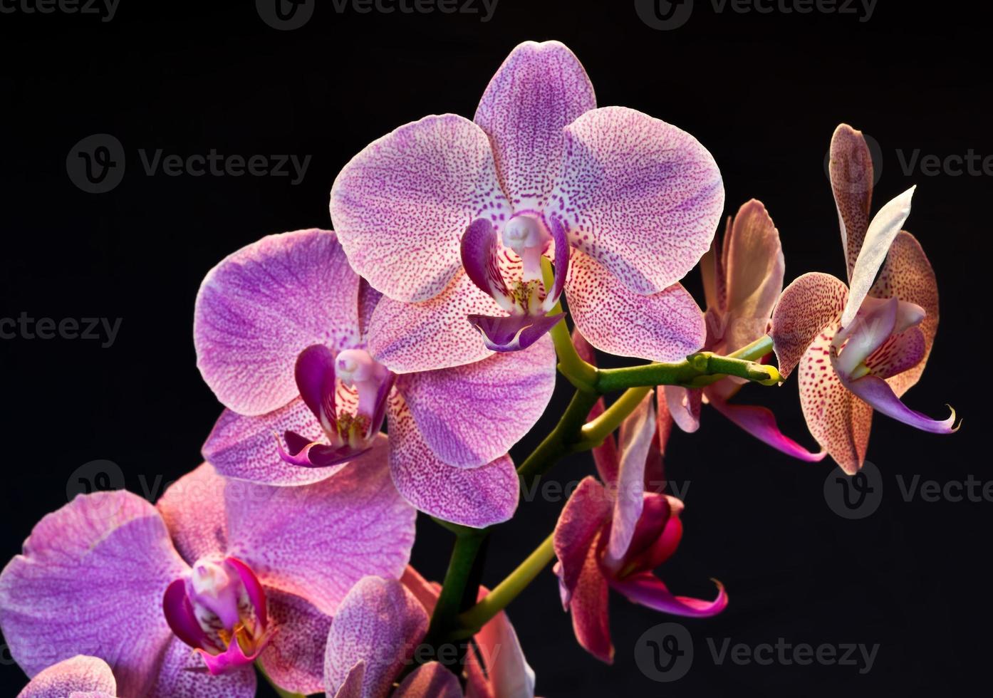 Phalaenopsis Orchideenblüte foto
