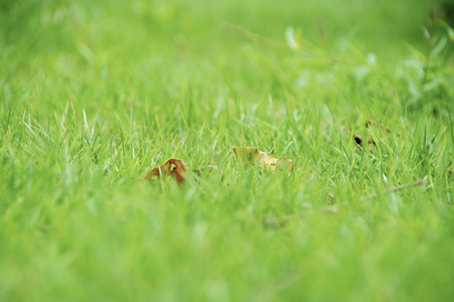 hintergrund grünes gras wiese frühling sommer weicher verschwommener hintergrund nicht-selektiver fokus foto