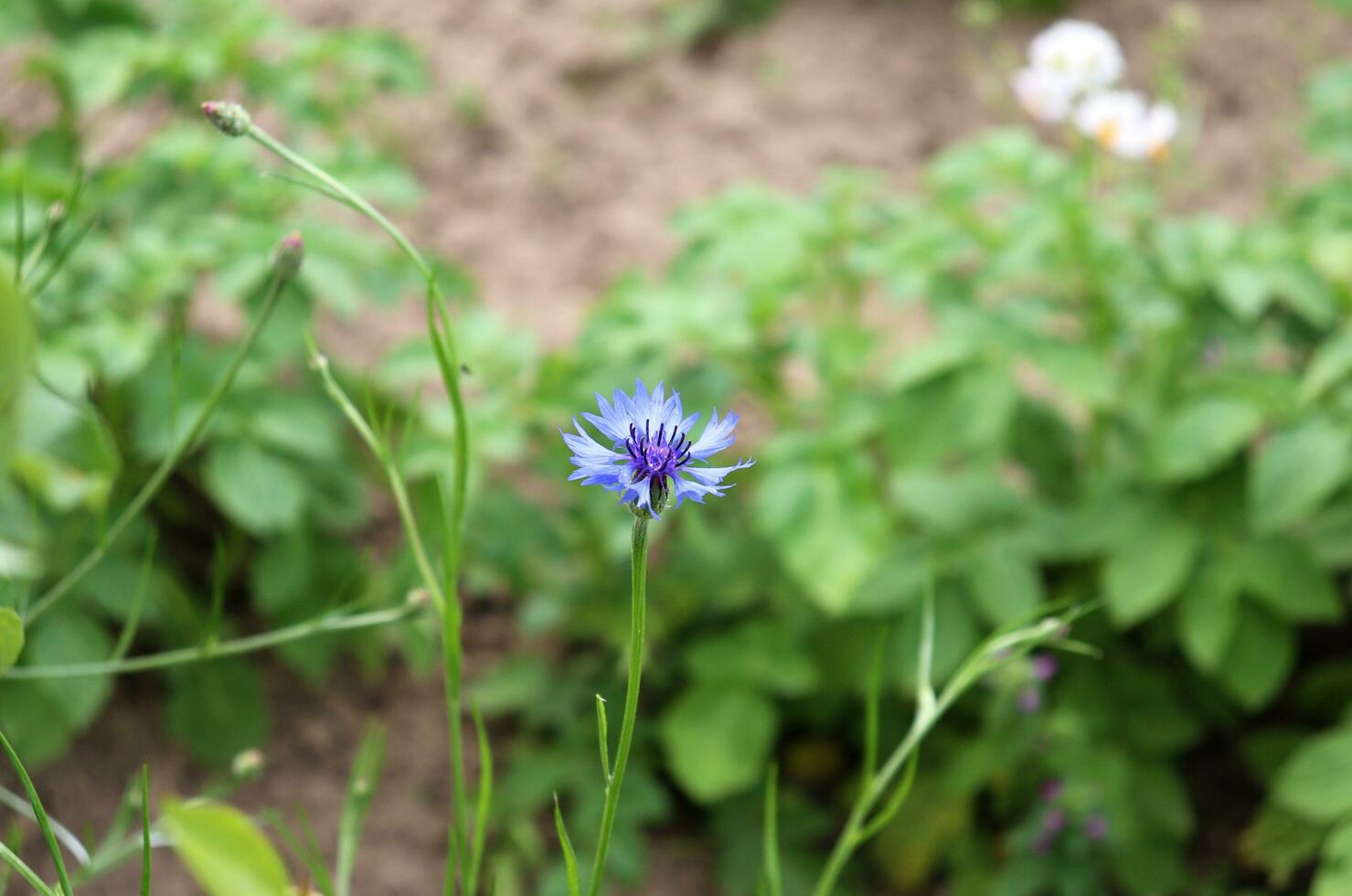 horizontal Foto Nahansicht oben Aussicht - - einer Weiß Licht Blau Kornblume mit Knospen gegen das Hintergrund von blühen Kartoffel Gebüsch