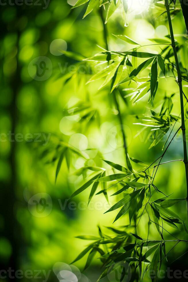 ein heiter Bambus Wald mit Sonnenlicht Filtern durch das Blätter perfekt zum Ihre friedlich Meditation Texte foto