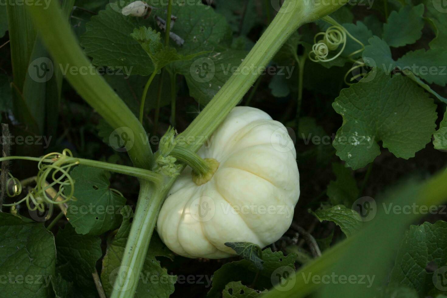 Weiß Kürbis wachsend im das Garten. foto