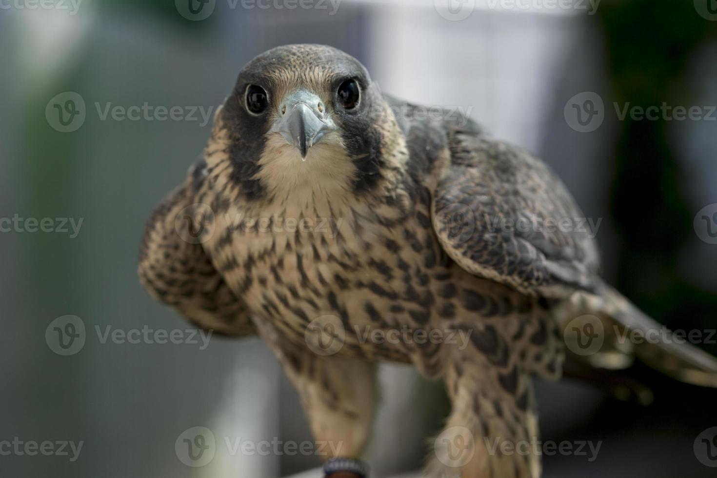 Einsatz der Falknerei, um Vögel zu verscheuchen, auf dem Flugplatz Cuatro Vientos in Madrid foto