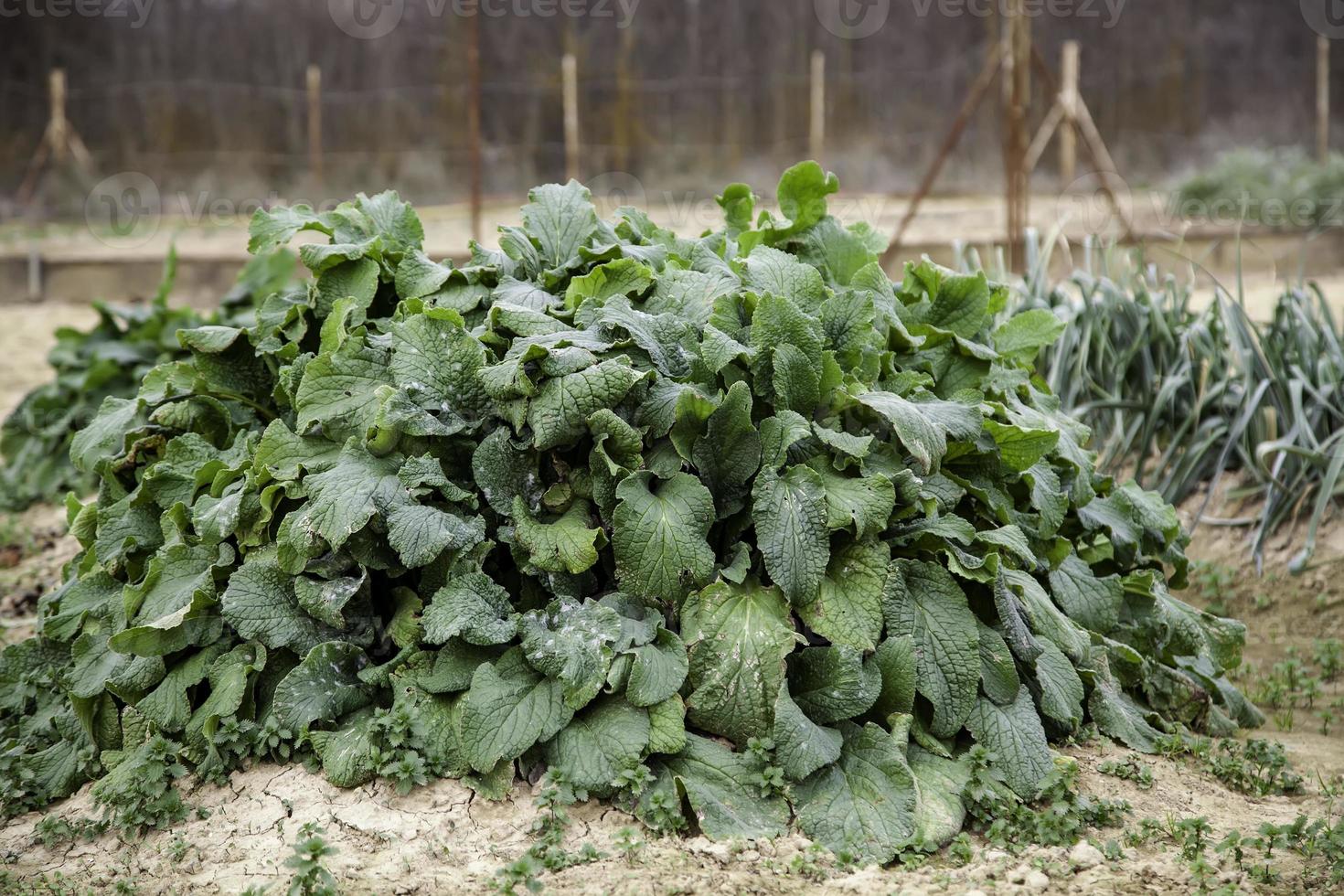 Bio-Gemüsegarten mit Kohl foto