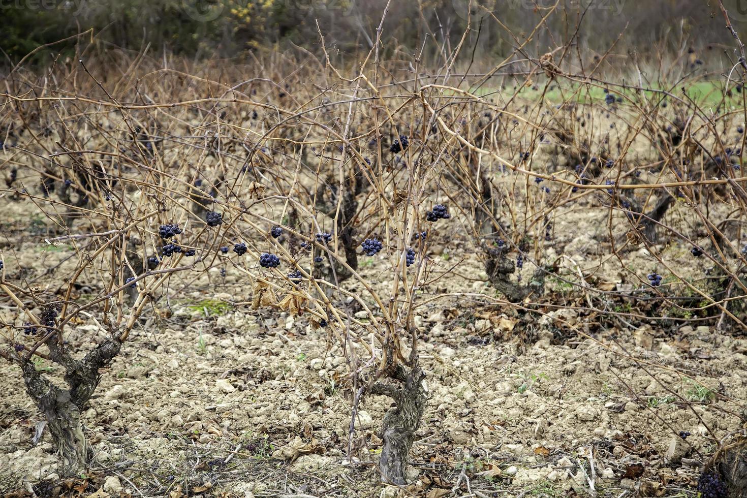 Weinberge mit Trauben foto