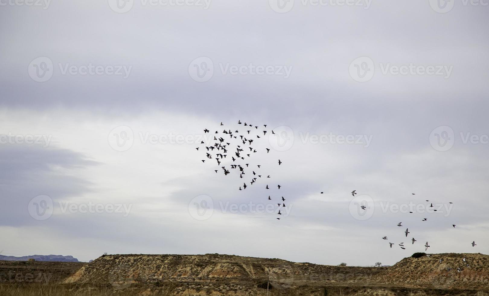 Vögel fliegen in den Himmel foto