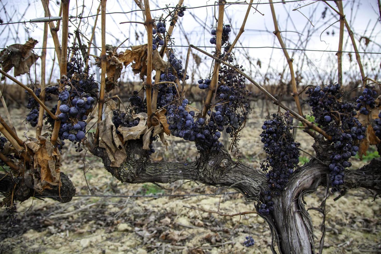 Weinberge mit Trauben foto