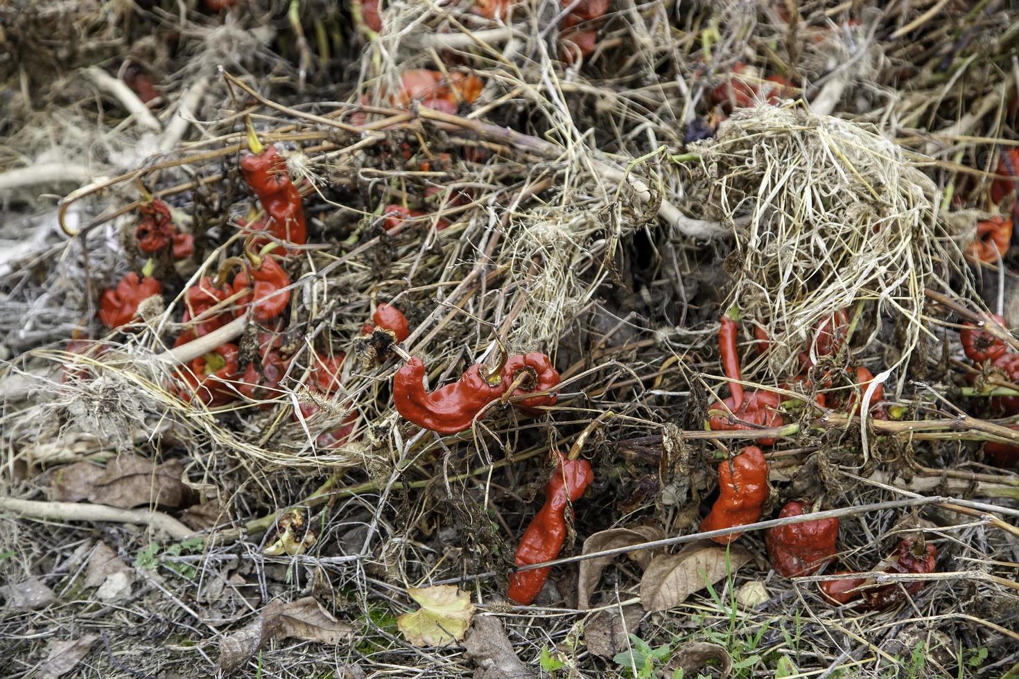 Landwirtschaft rote Paprika foto