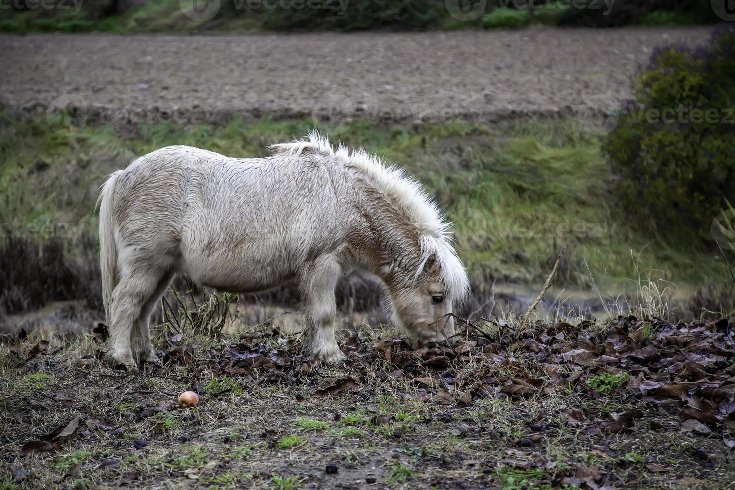 wildes Ponyfeld foto