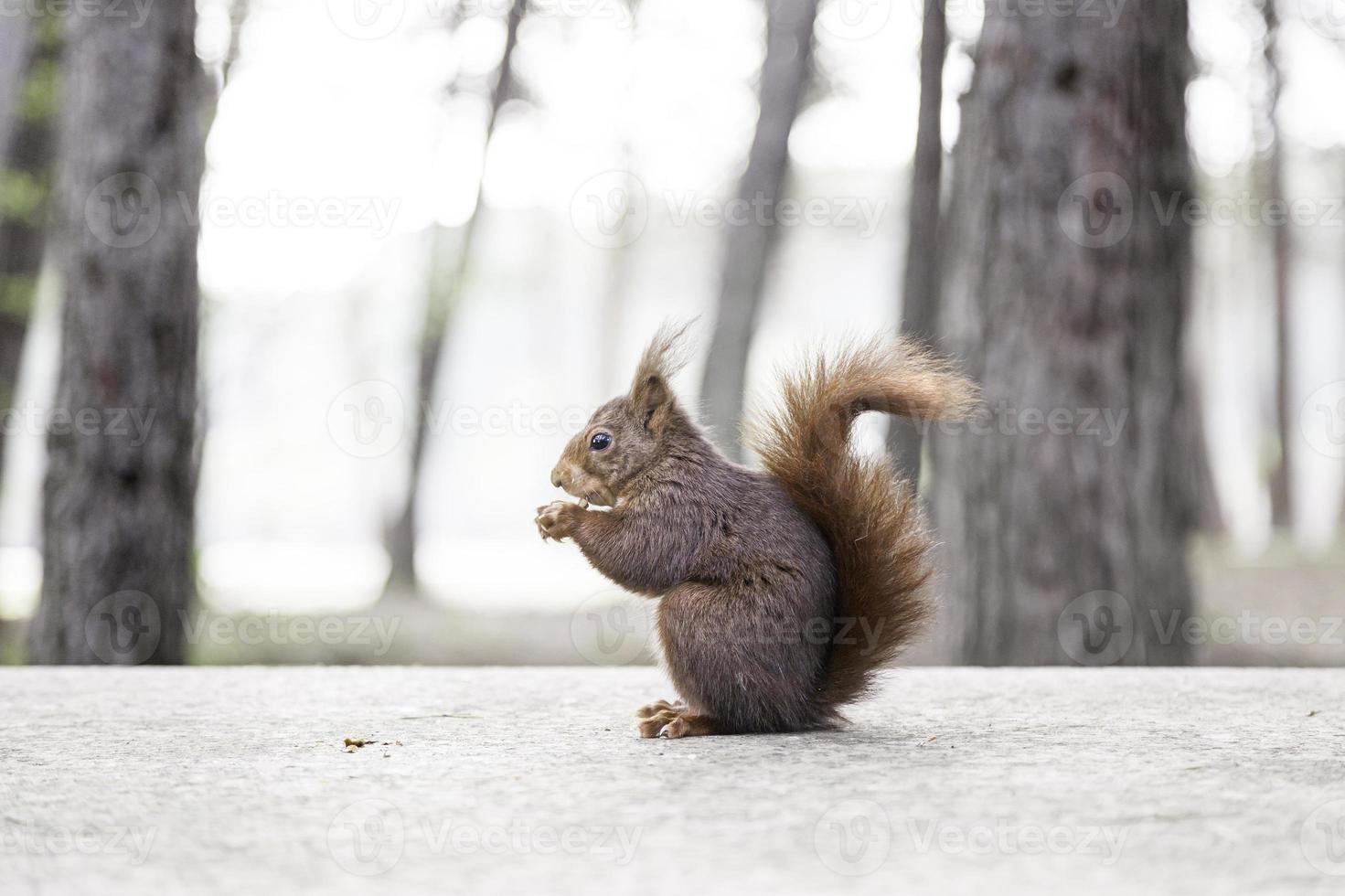 wildes Eichhörnchen, das Nüsse isst foto