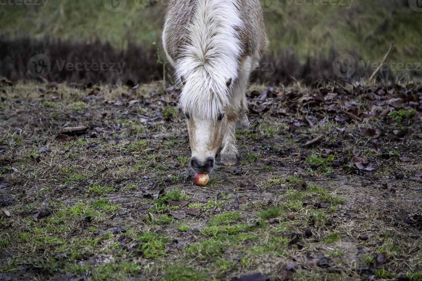 wildes Ponyfeld foto