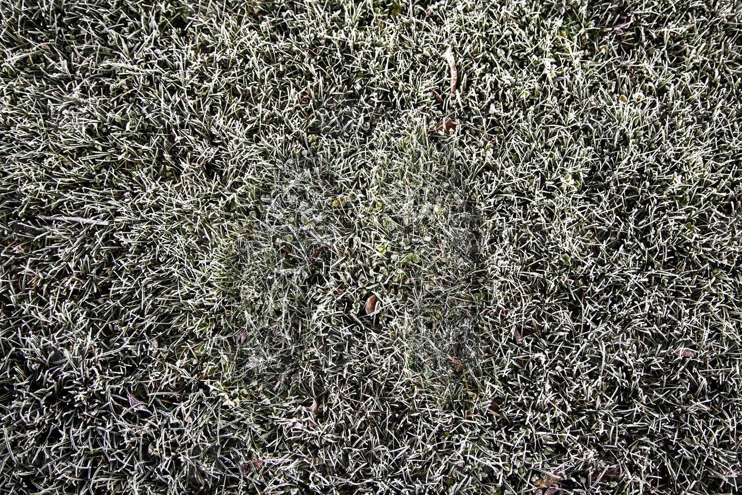 Fußabdrücke im eisigen Gras foto