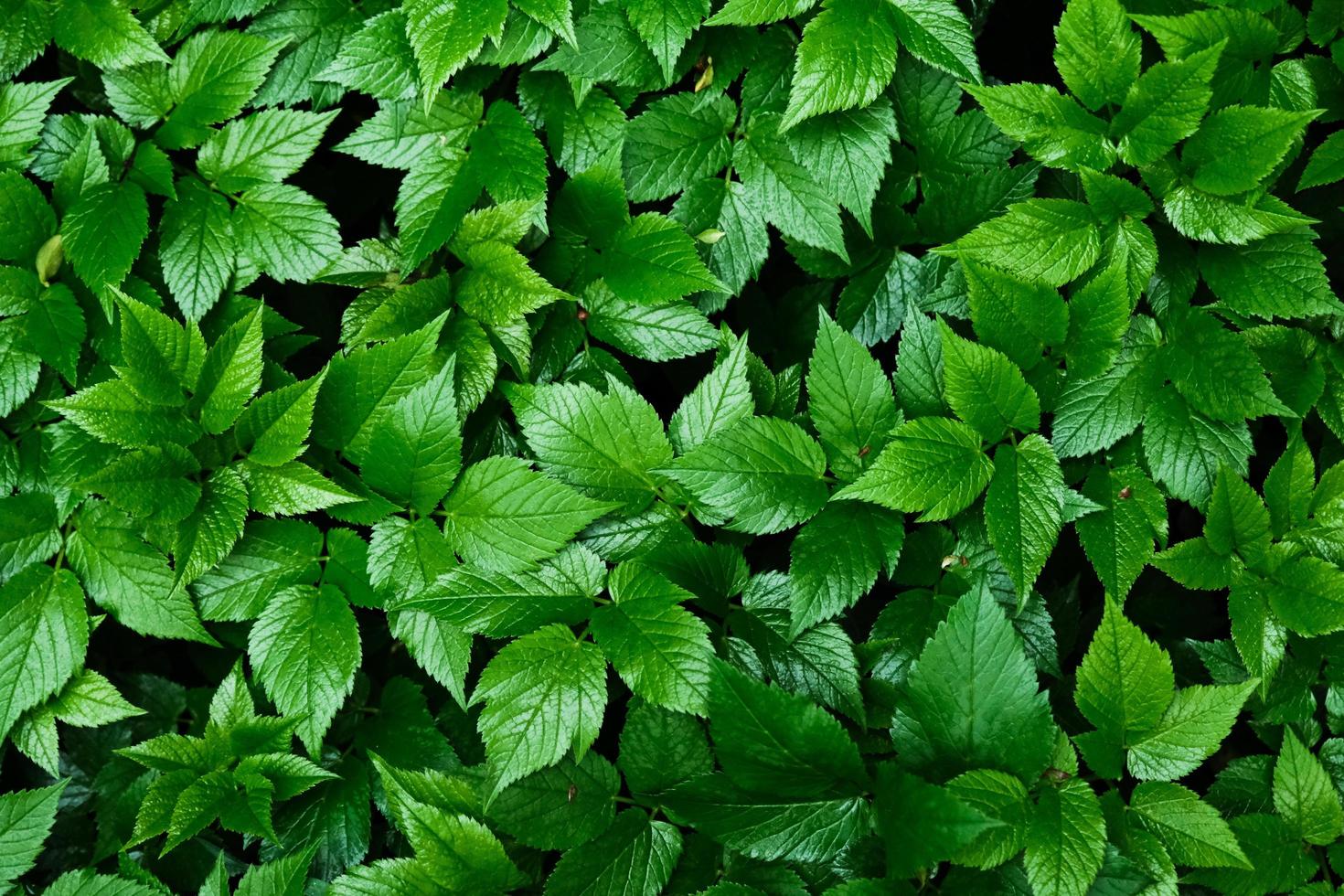 grünes blühendes Blattmuster foto