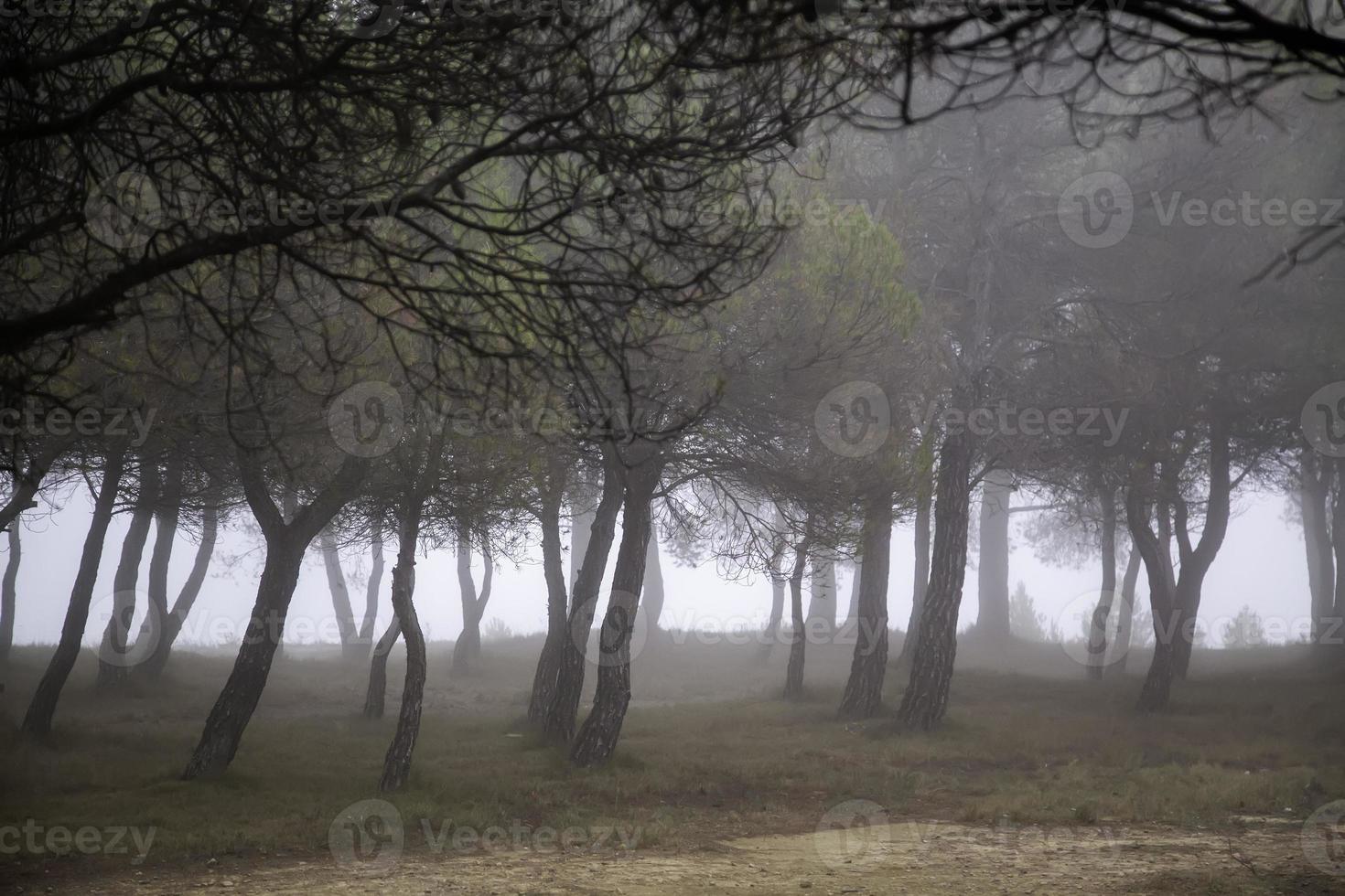 Wald mit Nebel foto