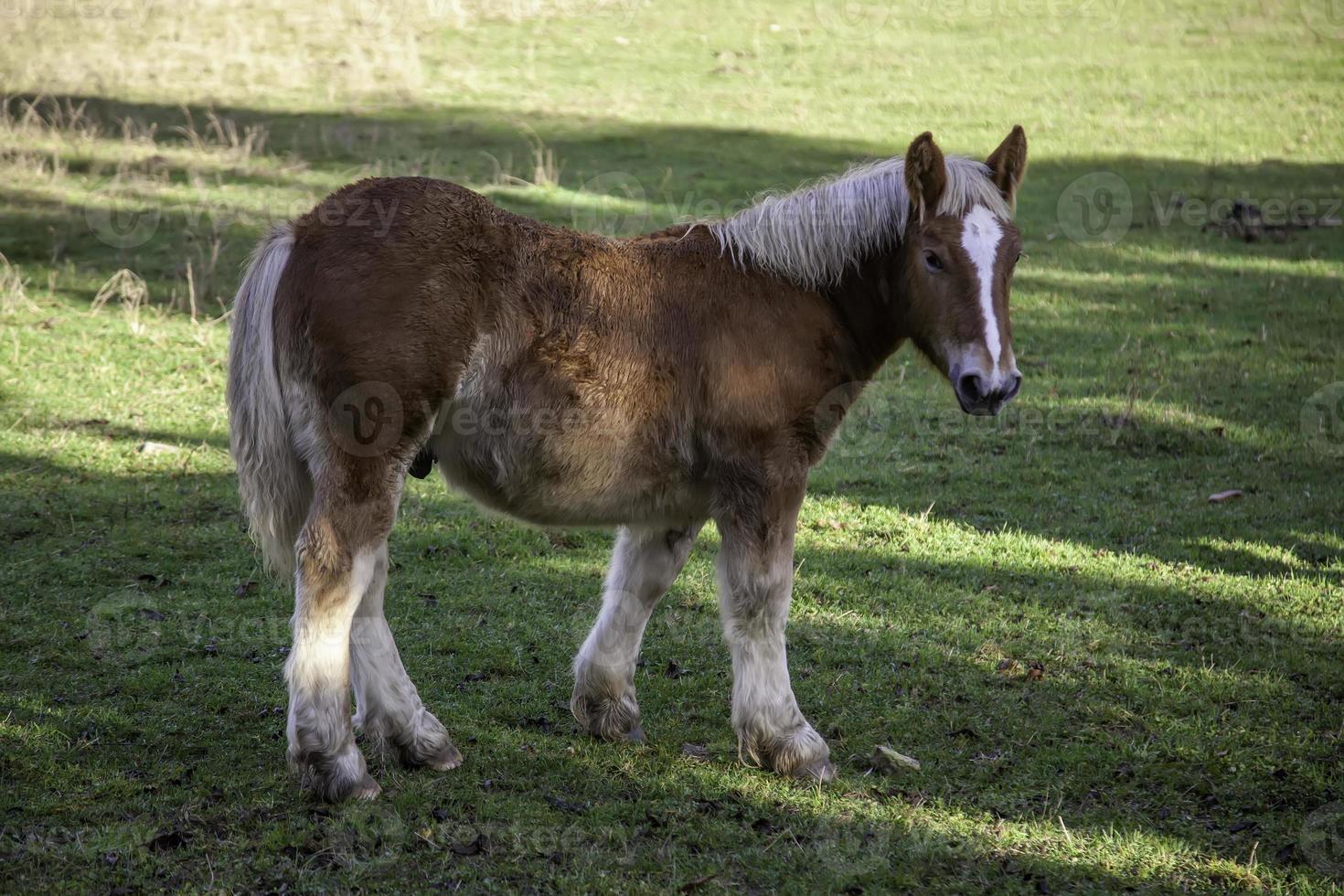 Wildpferd-Feld foto