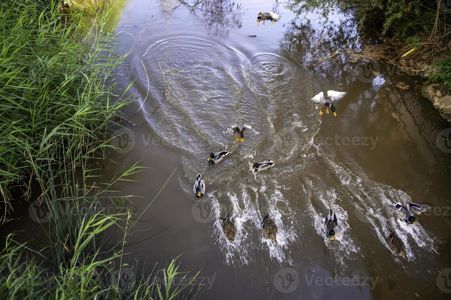 Enten im Teich foto