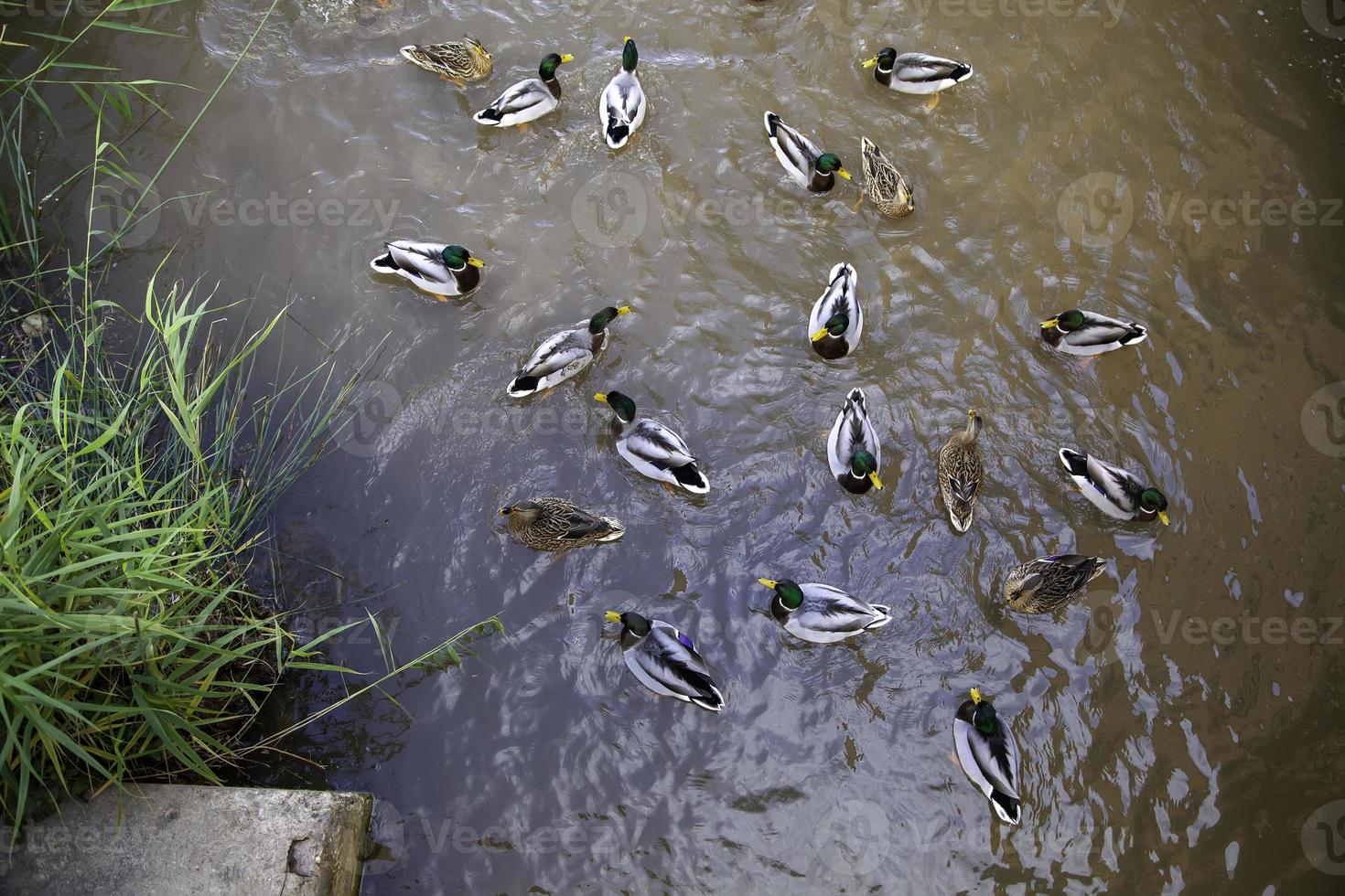 Enten im Teich foto