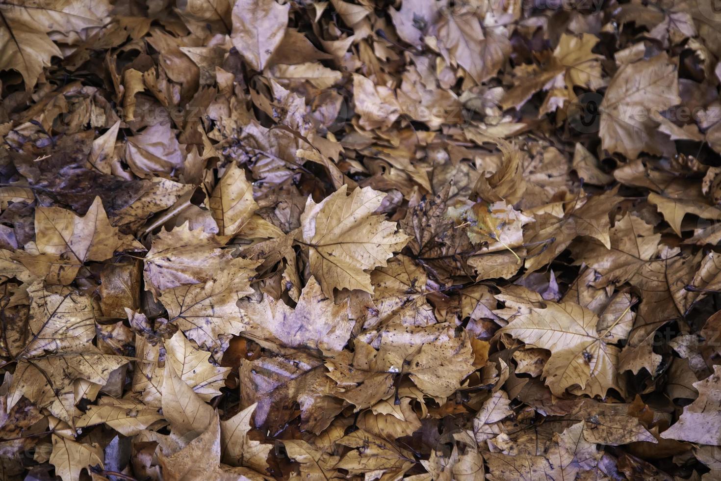 Herbstlaub Boden foto