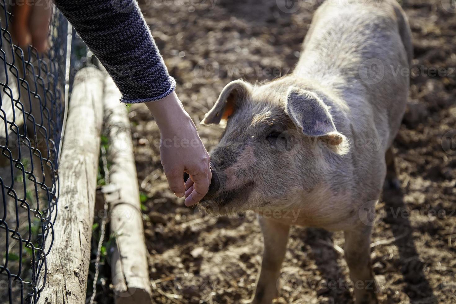 Schweinestall foto