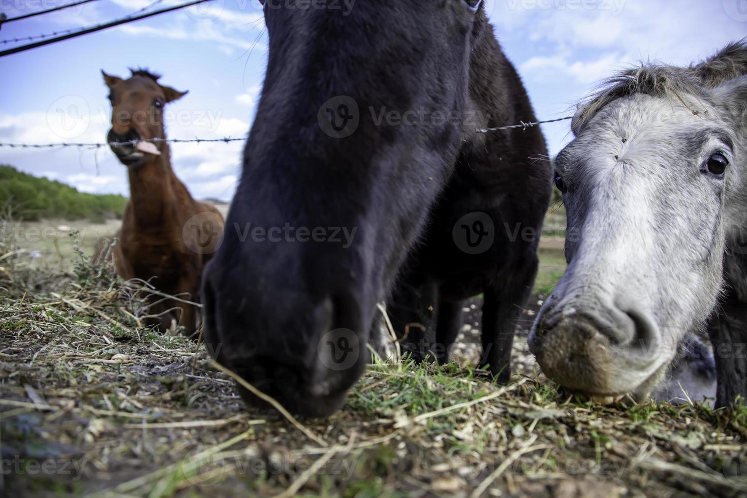 Pferd im Stall foto