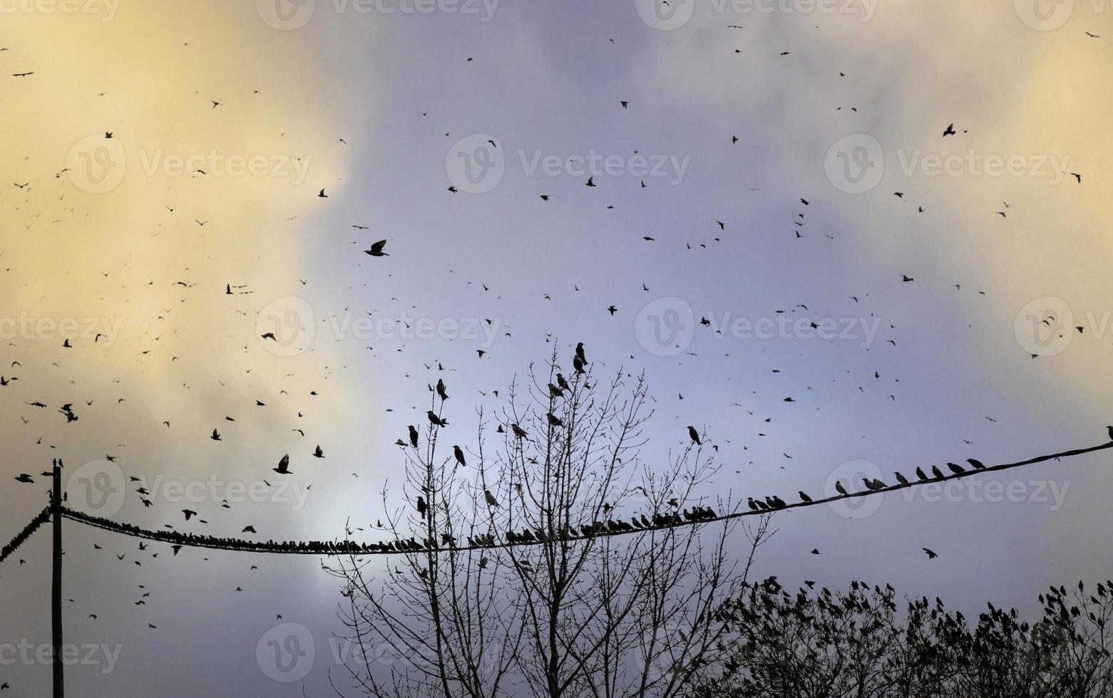 Vögel fliegen in den Himmel foto