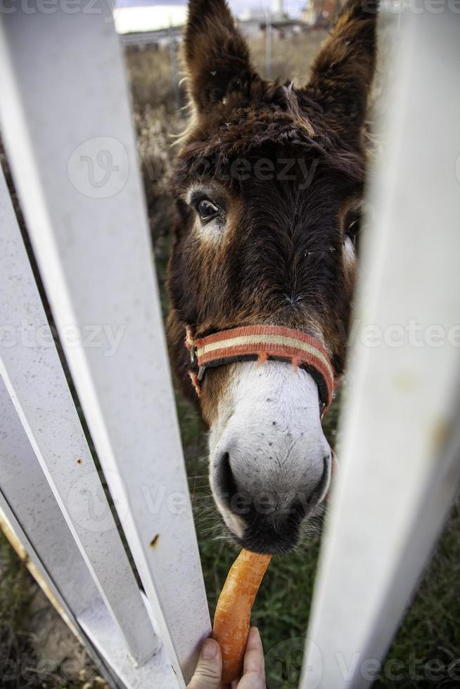 Esel, der Karotten isst foto