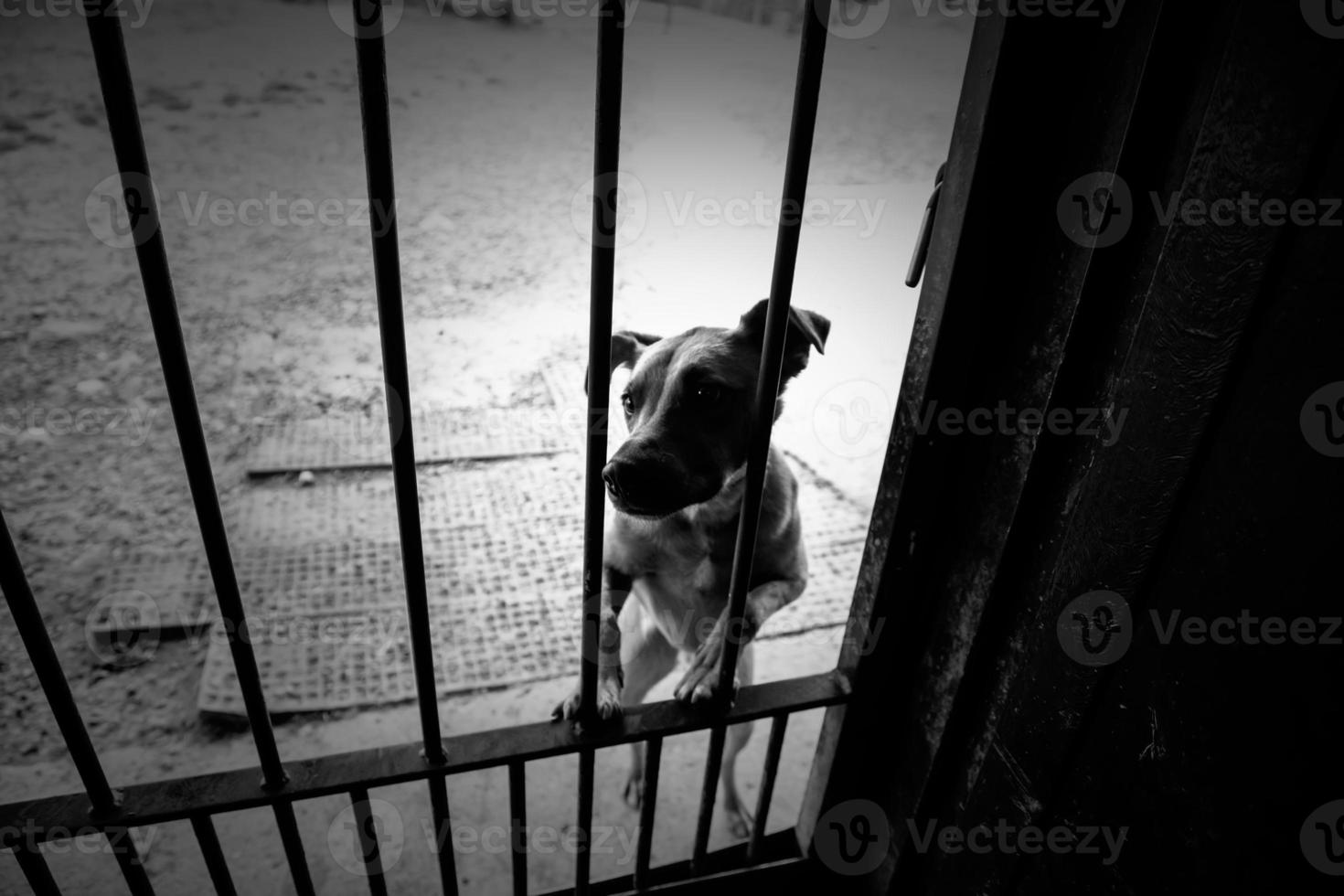 Hund im Zwinger foto