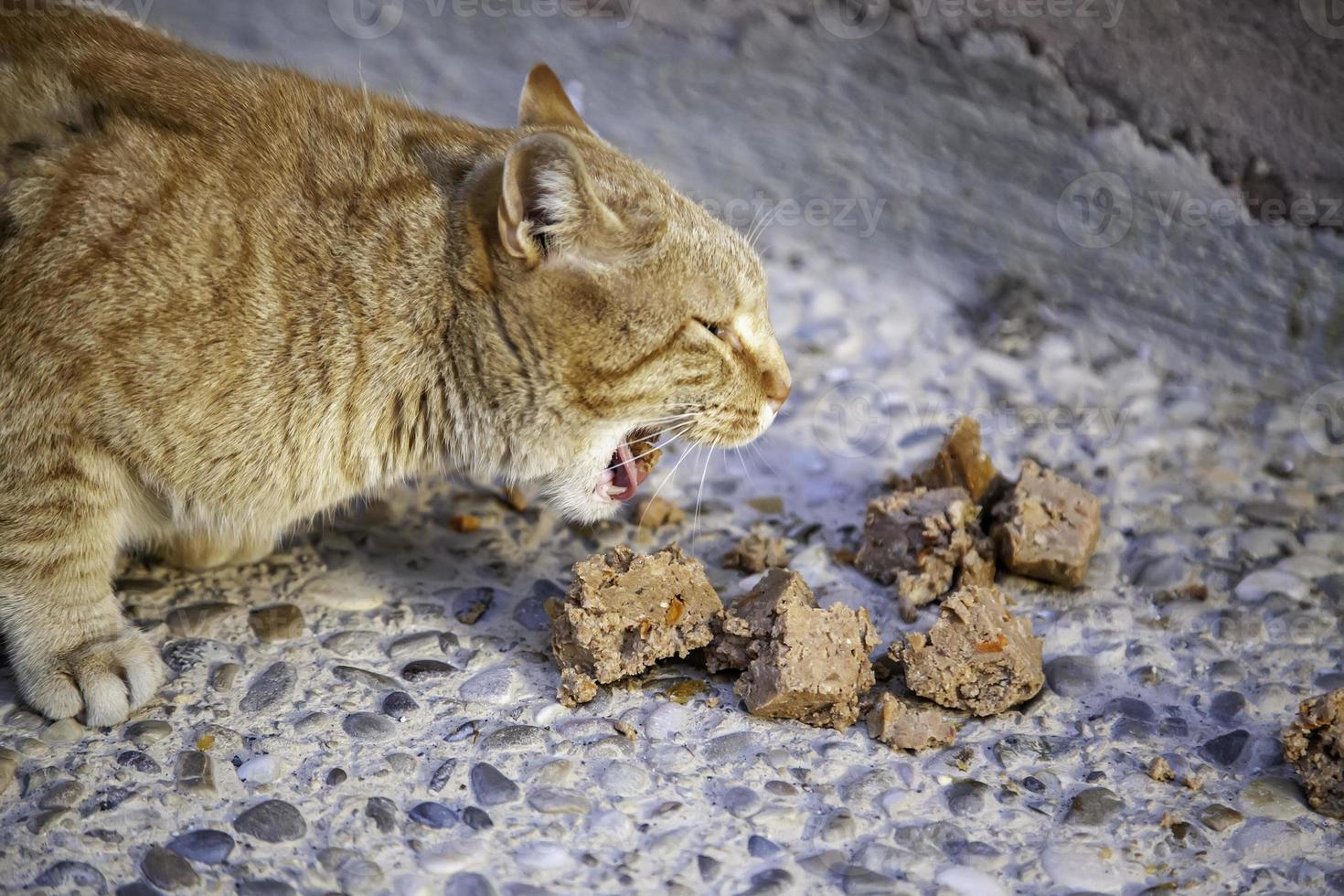 streunende Katzen, die auf der Straße essen foto