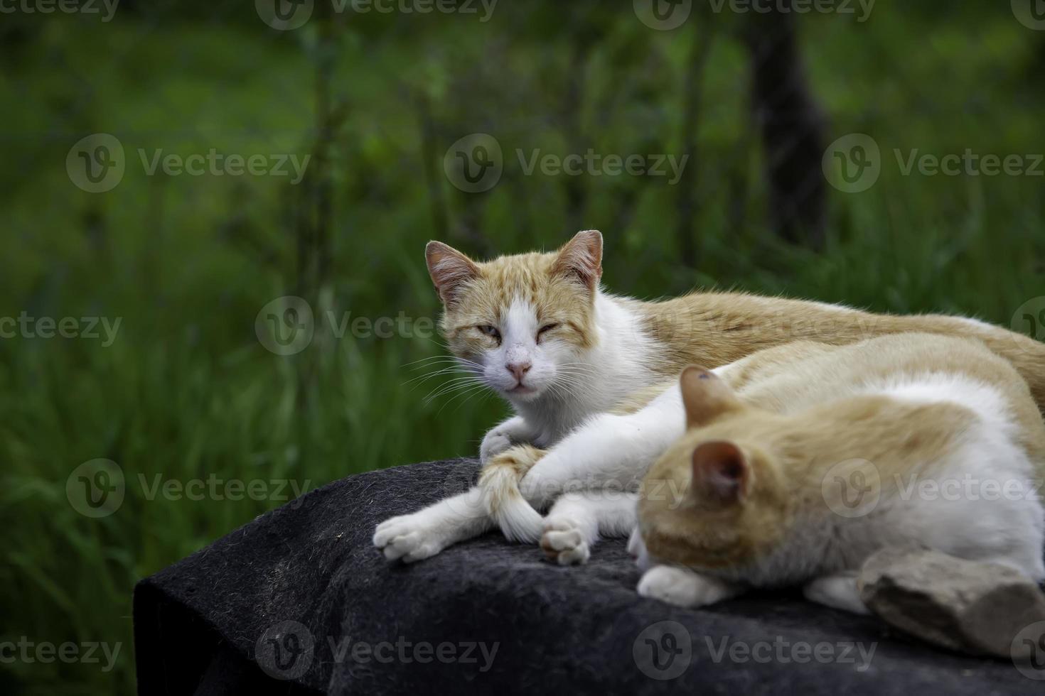 verlassene Straßenkatzen foto