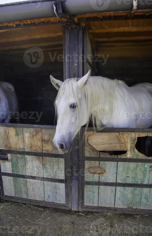 Pferd im Stall foto
