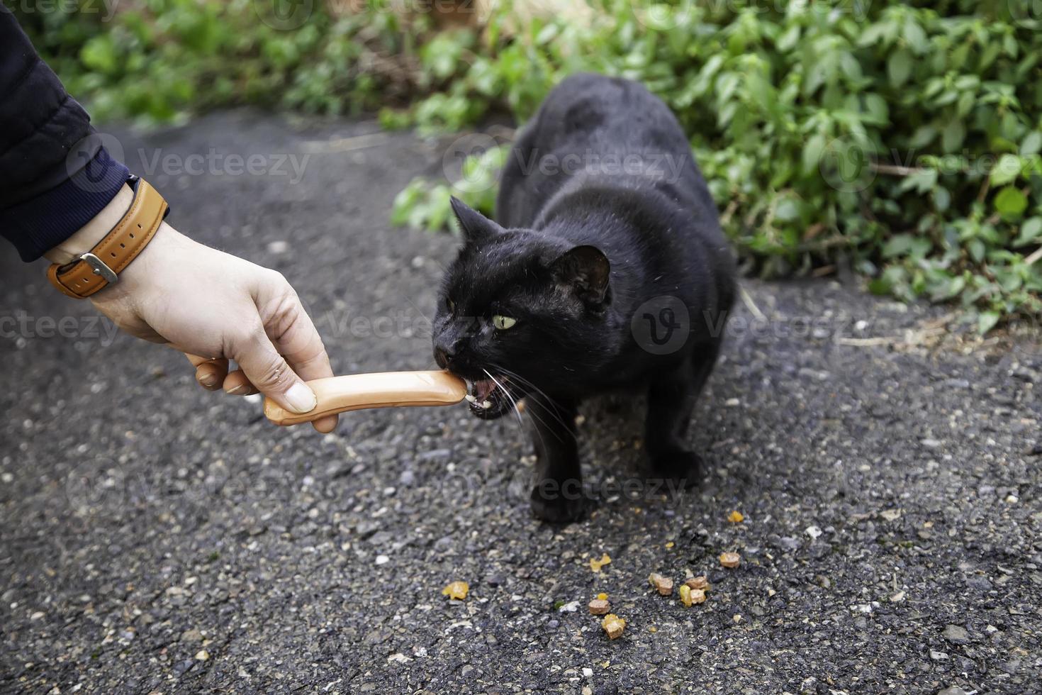 streunende Katzen, die auf der Straße essen foto