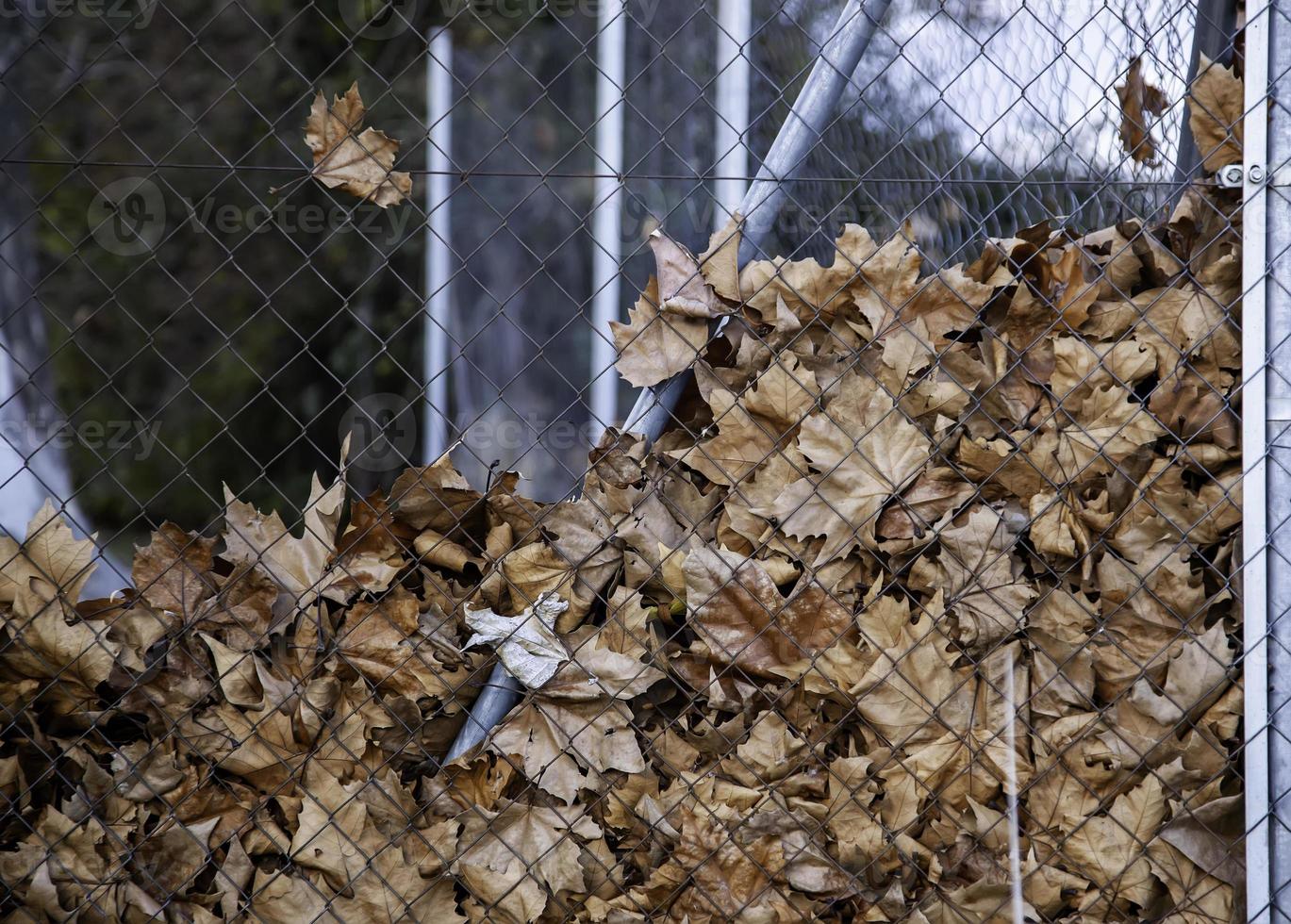 Herbstlaub Boden foto