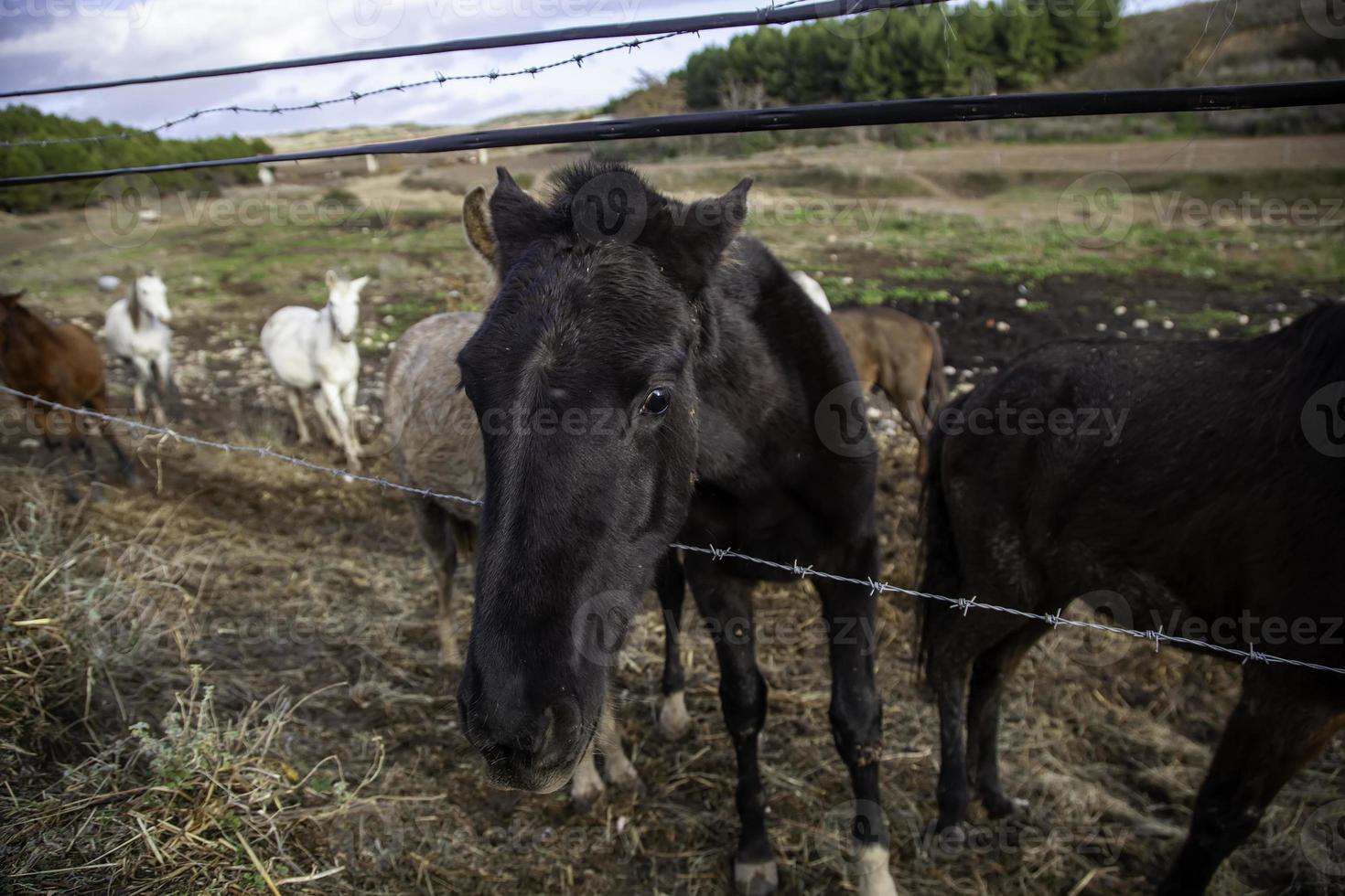 Pferd im Stall foto