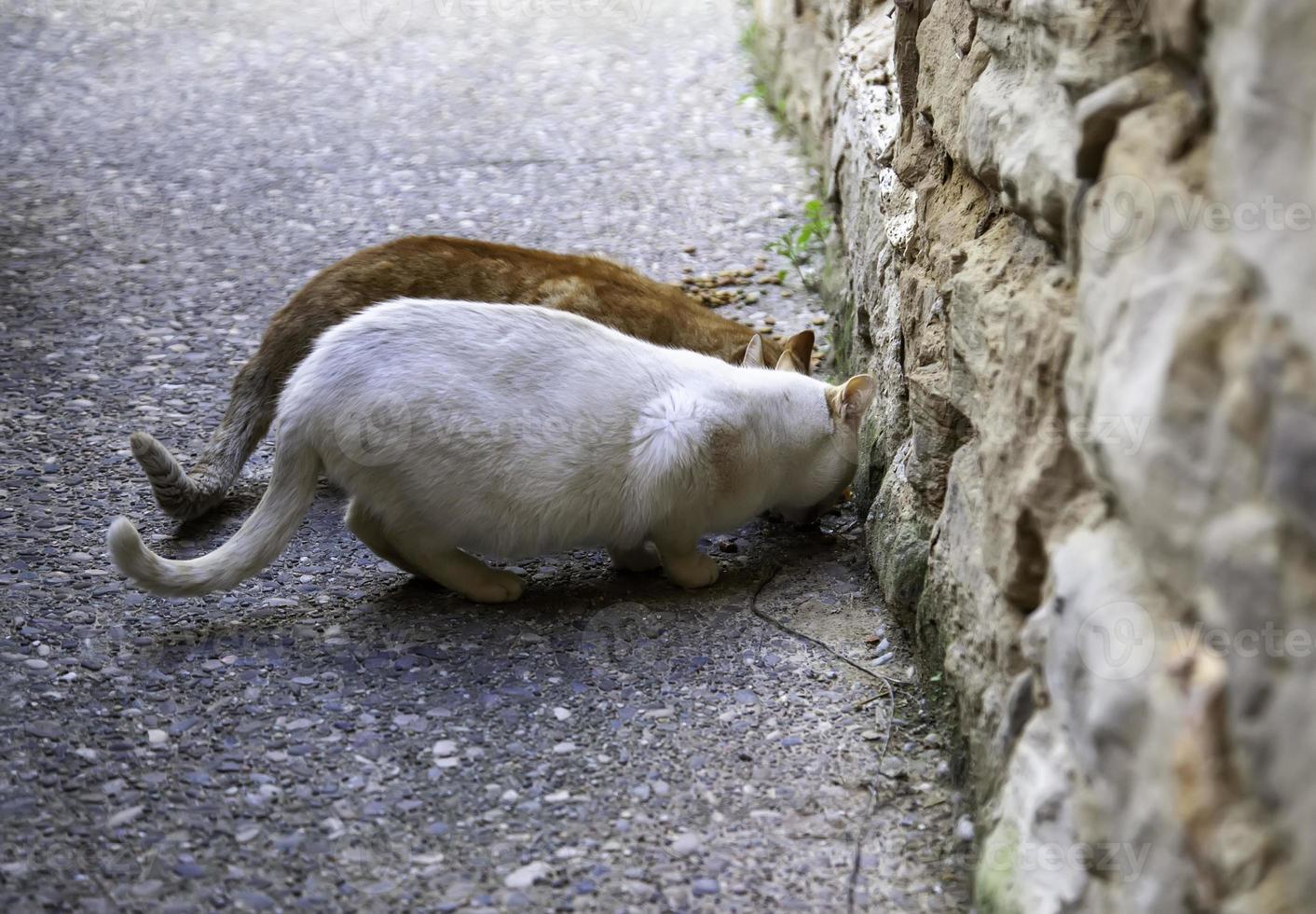 streunende Katzen, die auf der Straße essen foto