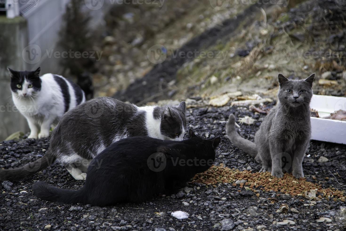 Gruppe streunender Katzen, die auf der Straße essen foto